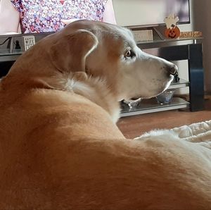 Meet your Posher, Pj